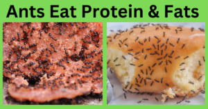 Ants eat protein and fats
