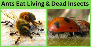 living and dead insects