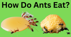 What do ants eat