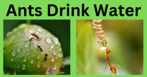 Ants drink water