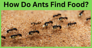 How do ants find food