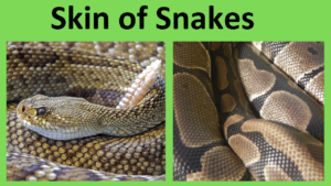 Skin of Snakes