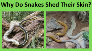 Why Do Snakes Shed Their Skin?